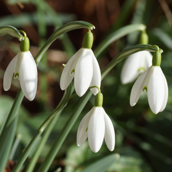 Snowdrops - Nivalis, ( Galanthus Nivalis )